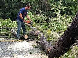 Tree and Shrub Care in Sterling Ranch, CO