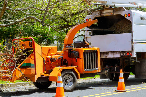 How Our Tree Care Process Works  in  Sterling Ranch, CO